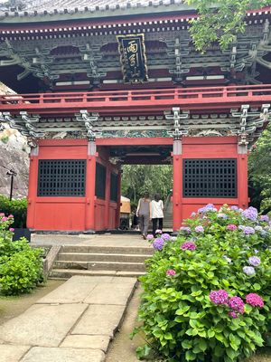 下調べ不足で
見たかった池の紫陽花は7月でした。