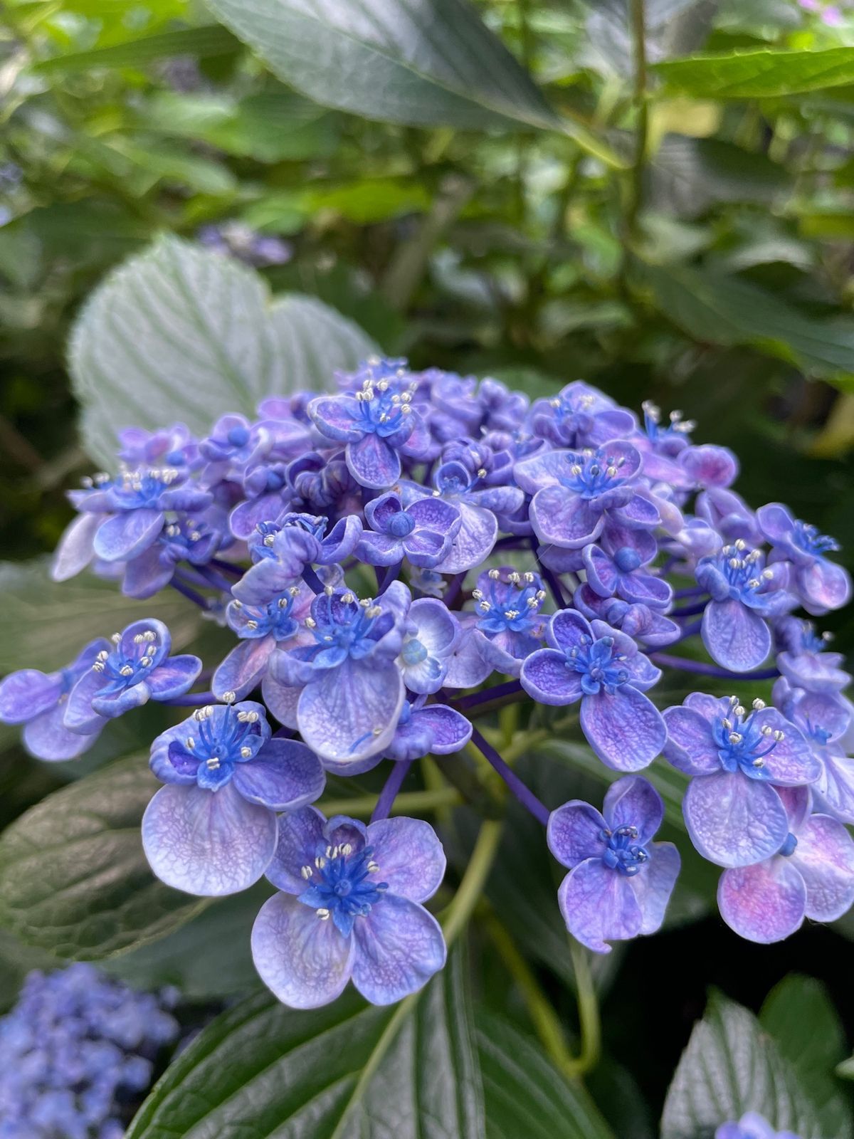 紫陽花愛でに鎌倉へ
長谷寺