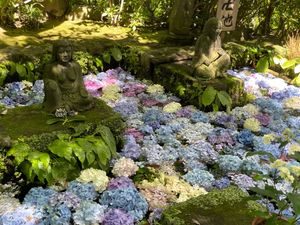 紫陽花愛でに鎌倉へ
長谷寺