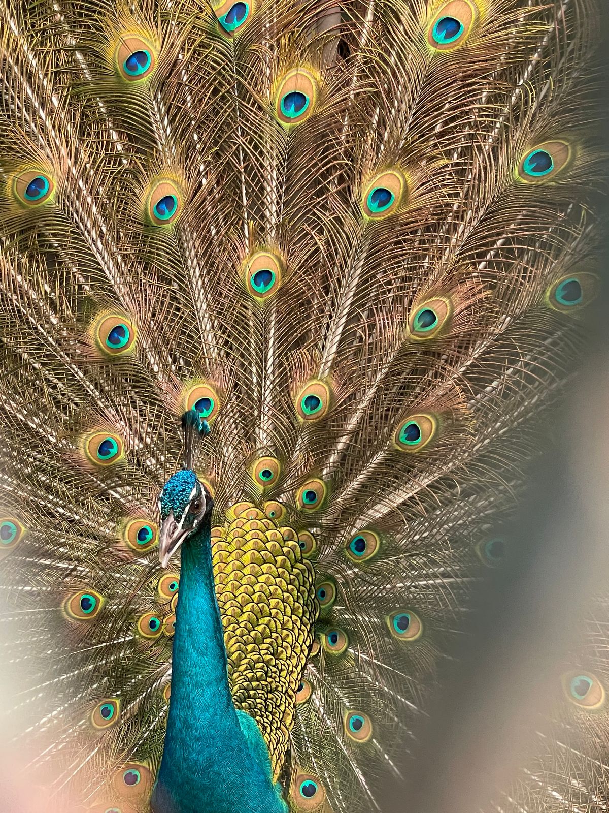 孔雀　羽広げたけど、威嚇みたいですね。

蓮に🪷トンボ