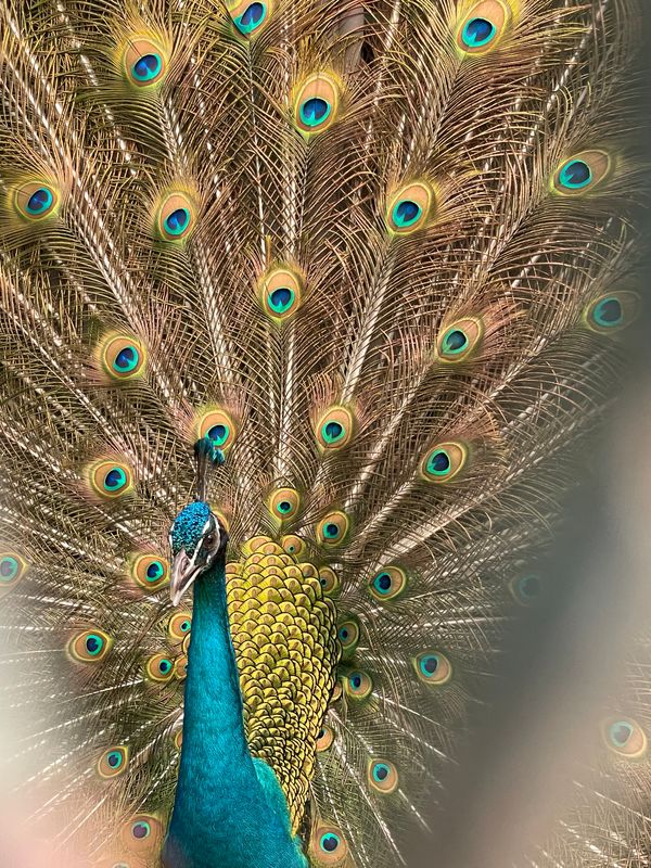 日本・鎌倉「鎌倉さんぽ」の写真：孔雀　羽広げたけど、威嚇みたいですね。
...