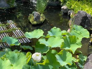 孔雀　羽広げたけど、威嚇みたいですね。

蓮に🪷トンボ