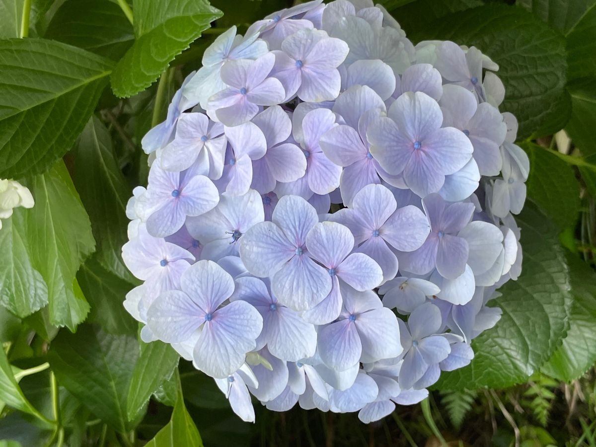 孔雀　羽広げたけど、威嚇みたいですね。

蓮に🪷トンボ