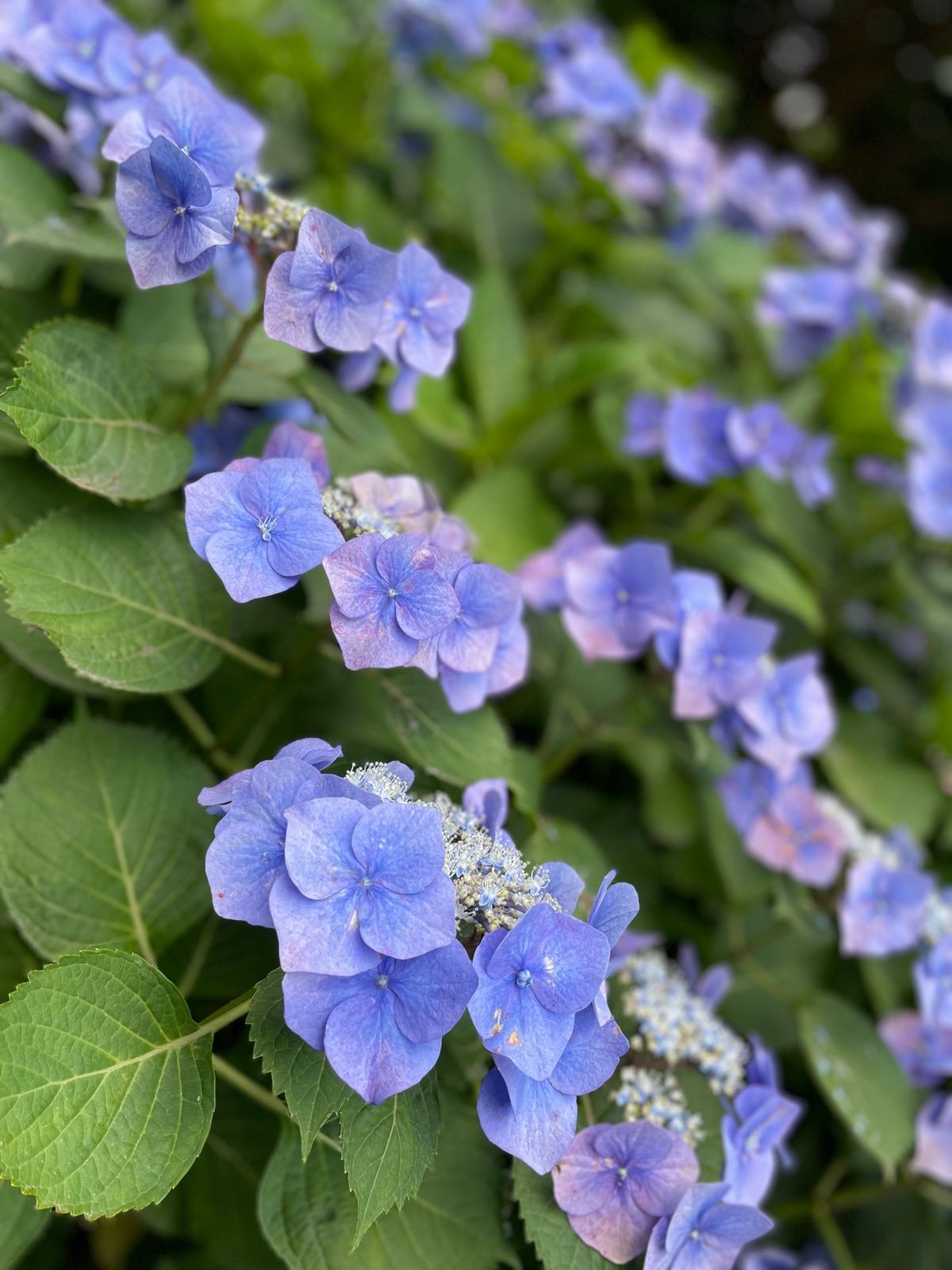 紫陽花愛でに鎌倉へ
長谷寺