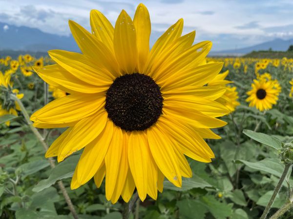 日本・山梨県「山梨　甲府たび」の写真：ひまわり畑🌻
ちょっと早かったので、まだ...