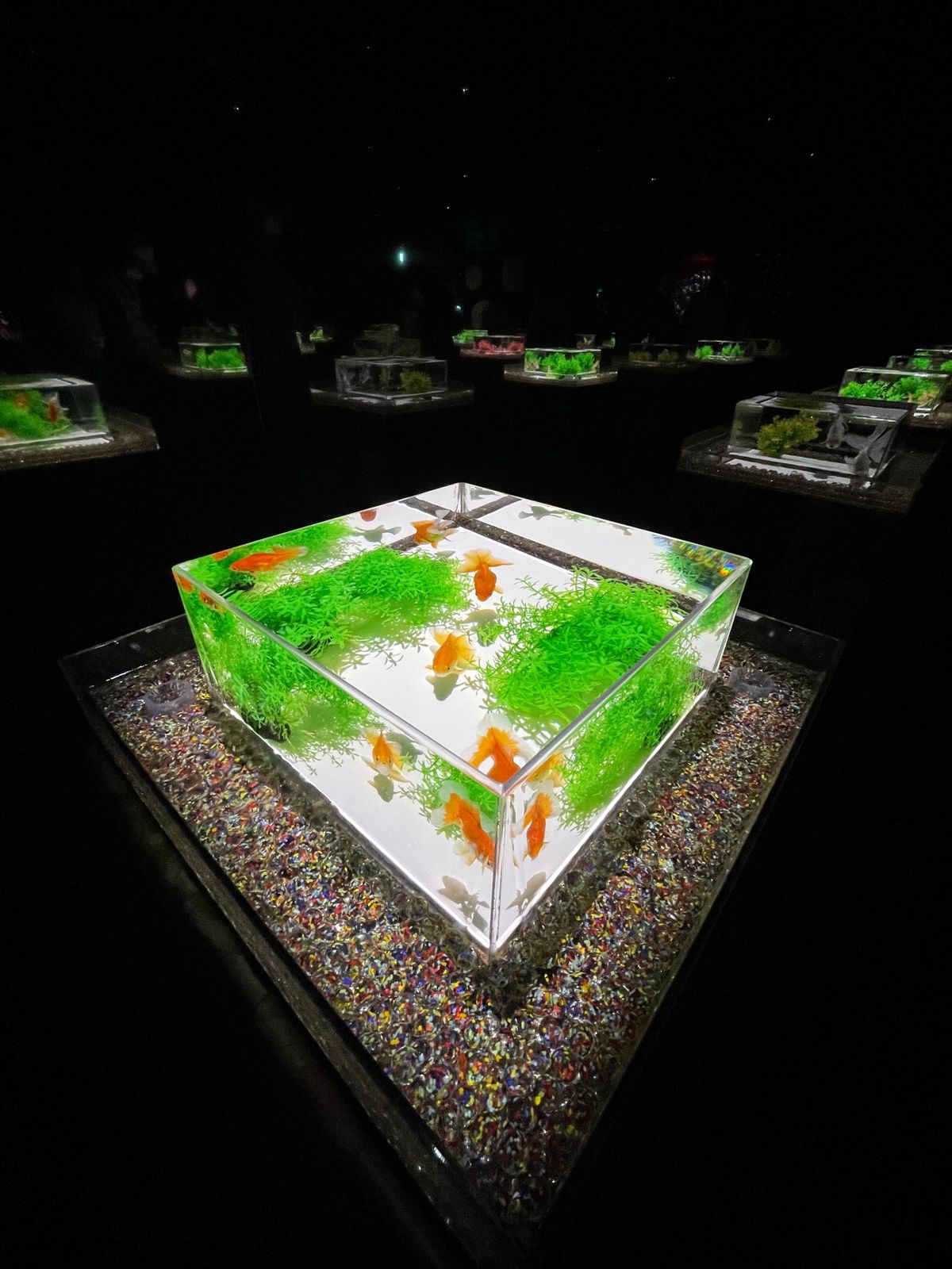 おまけに銀座に移転したアクアリウム
昔から来てる身としては昔のほうが好きだ...