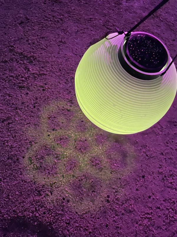 日本・京都府「USJと京都」の写真：夜から京都に移動して
平安神宮でヨルモウ...