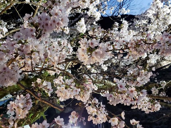 日本・箱根「横浜と箱根」の写真：横浜コンチネンタルホテルから気まぐれ旅
...
