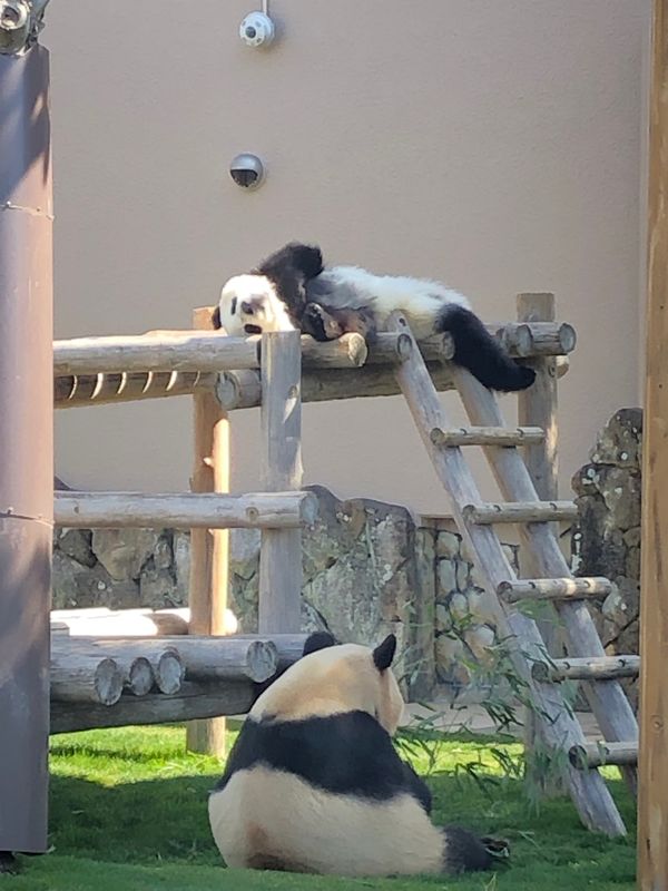 日本・アドベンチャーワールド「和歌山旅行★sightseeing★」の写真