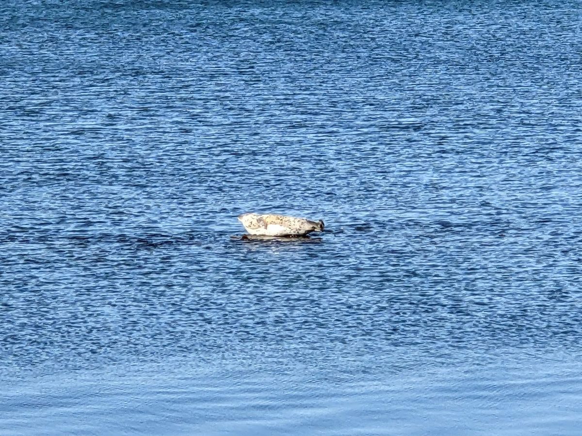 金田ノ岬、なんということだ。
アザラシめちゃくちゃいた。
浅瀬が続いている...