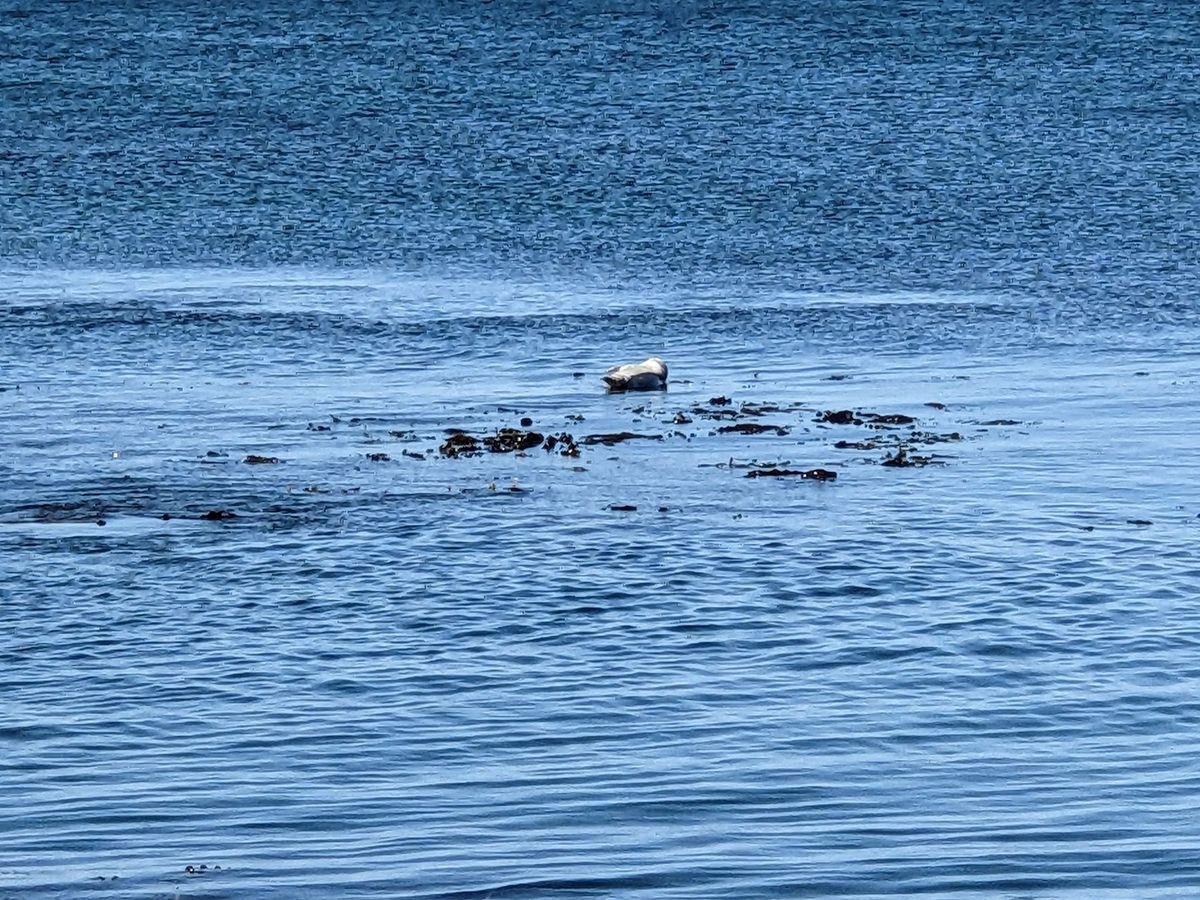 金田ノ岬、なんということだ。
アザラシめちゃくちゃいた。
浅瀬が続いている...