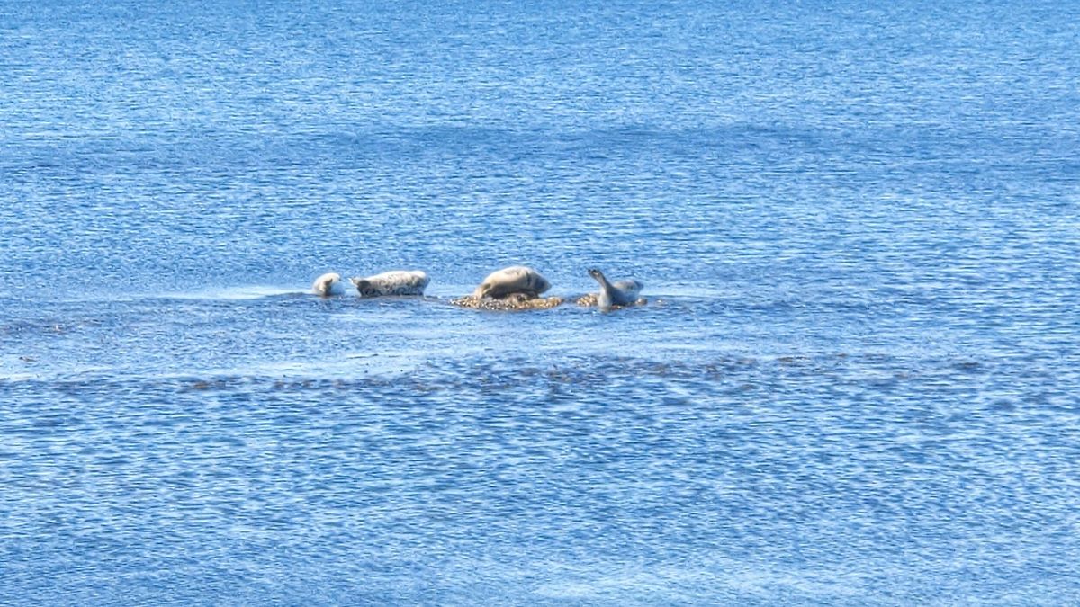 金田ノ岬、なんということだ。
アザラシめちゃくちゃいた。
浅瀬が続いている...