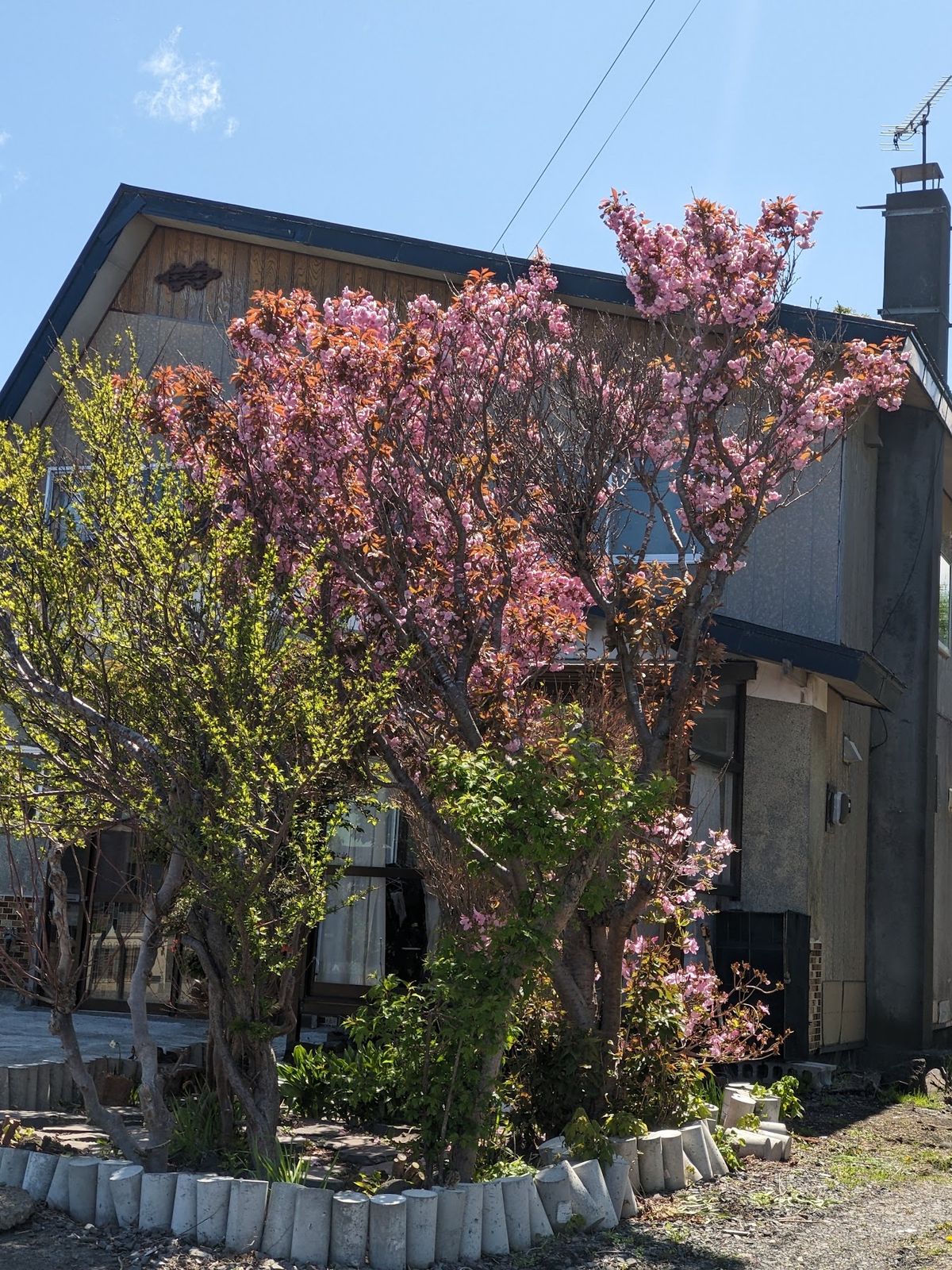 桜？
たしか二週間前に日本一遅い開花だったかな？