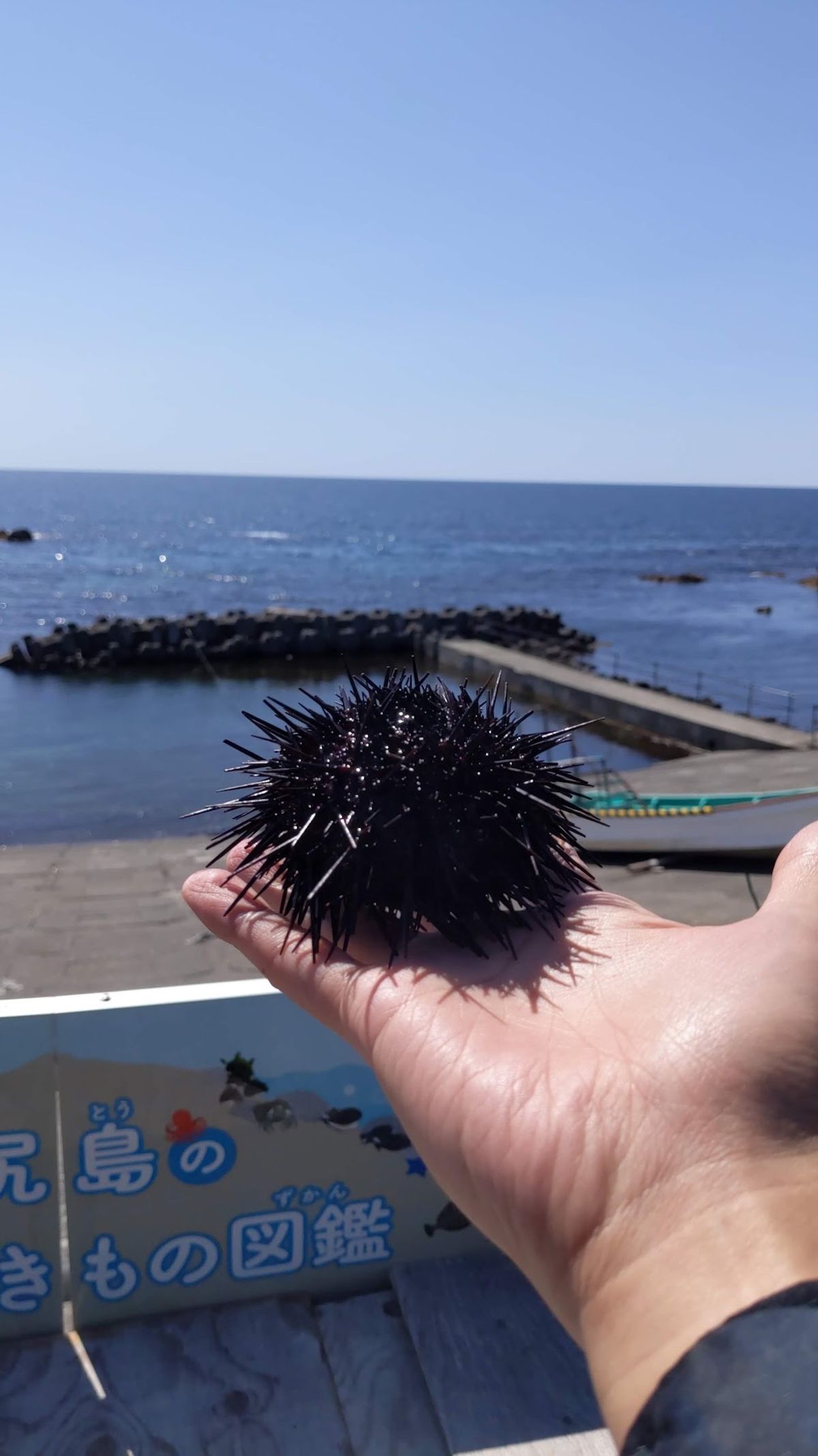神居海岸パーク。
今はまだウニ漁が開始されていないのでとの店でもウニは食べ...