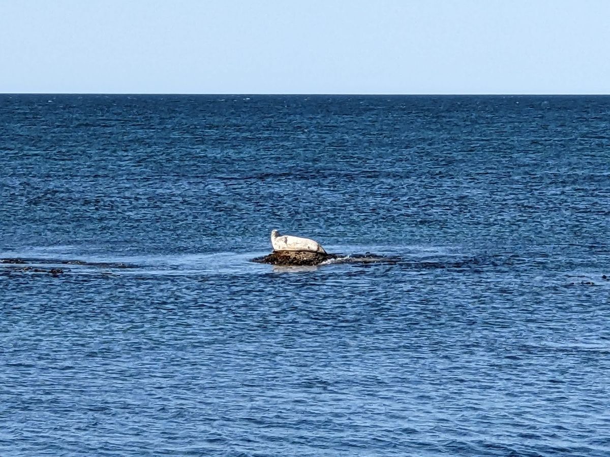 金田ノ岬、なんということだ。
アザラシめちゃくちゃいた。
浅瀬が続いている...