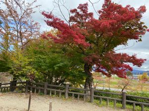 紅葉が綺麗