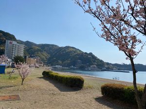 土肥港から少し歩いたところ
桜が咲いてました

あと何かの鳥の巣が落ちてた