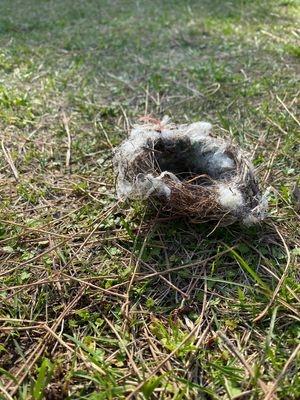 土肥港から少し歩いたところ
桜が咲いてました

あと何かの鳥の巣が落ちてた