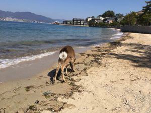 海辺に鹿おった