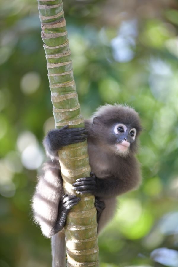 マレーシア・ランカウイ島「ランカウイ島お猿旅」の写真