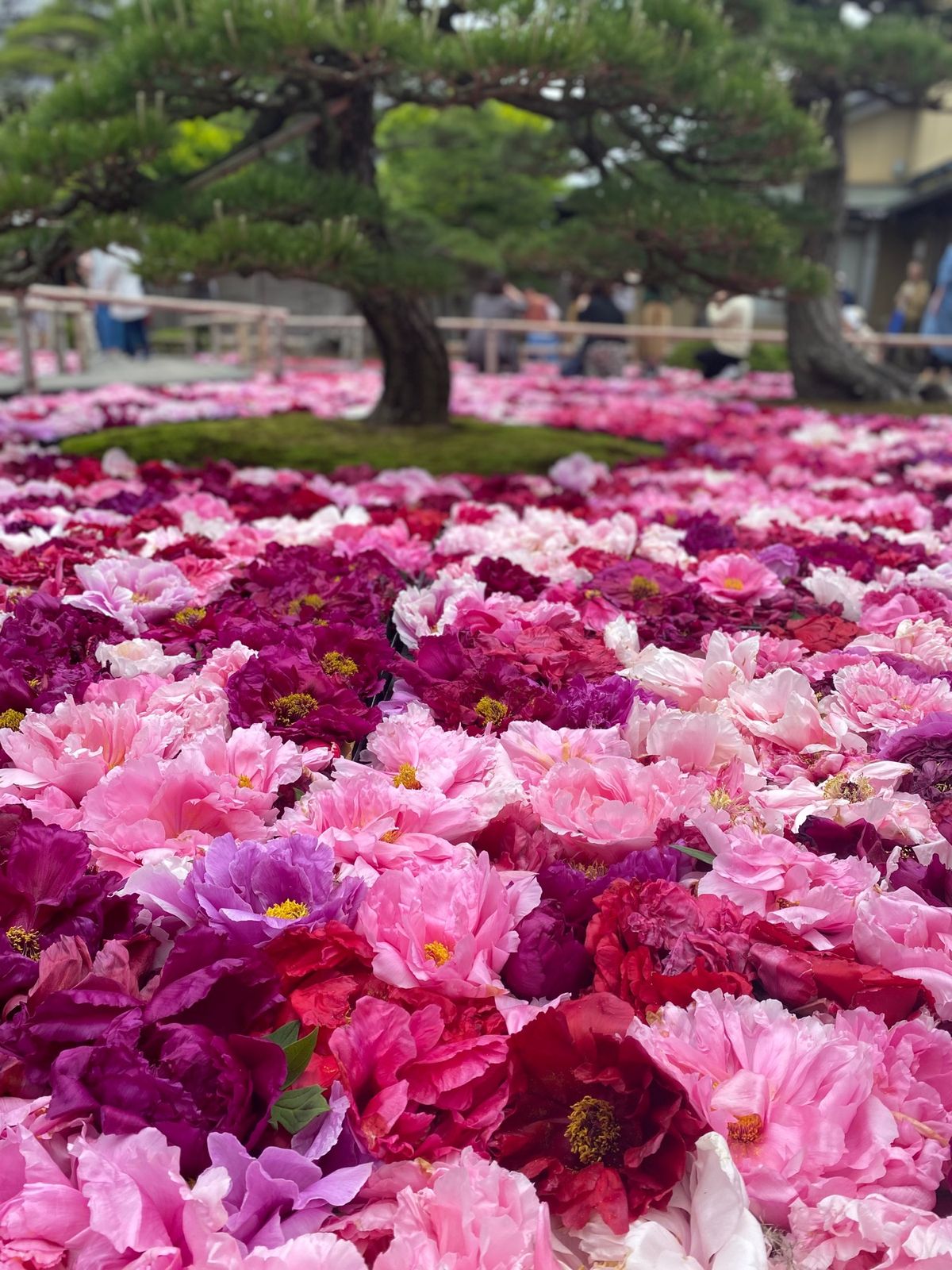 由志園（ゆうしえん）

松江と境港の間にある島、大根島は
ベタ踏み坂で有名...