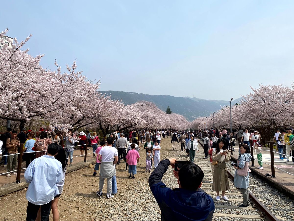 釜山国際空港から鎮海へはリッチにリムジンバスで･･･昌原行きで途中下車して...