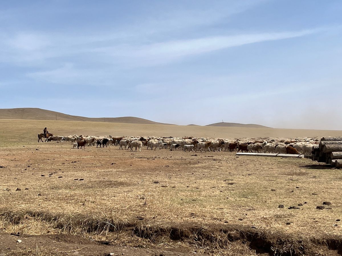 羊飼いのおじさん