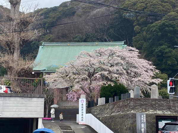 日本・神奈川県「ウイングシートで横須賀までお墓参り」の写真