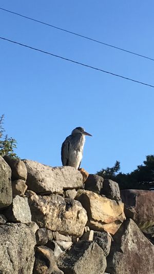 船に乗るまで玉藻公園で時間潰し。