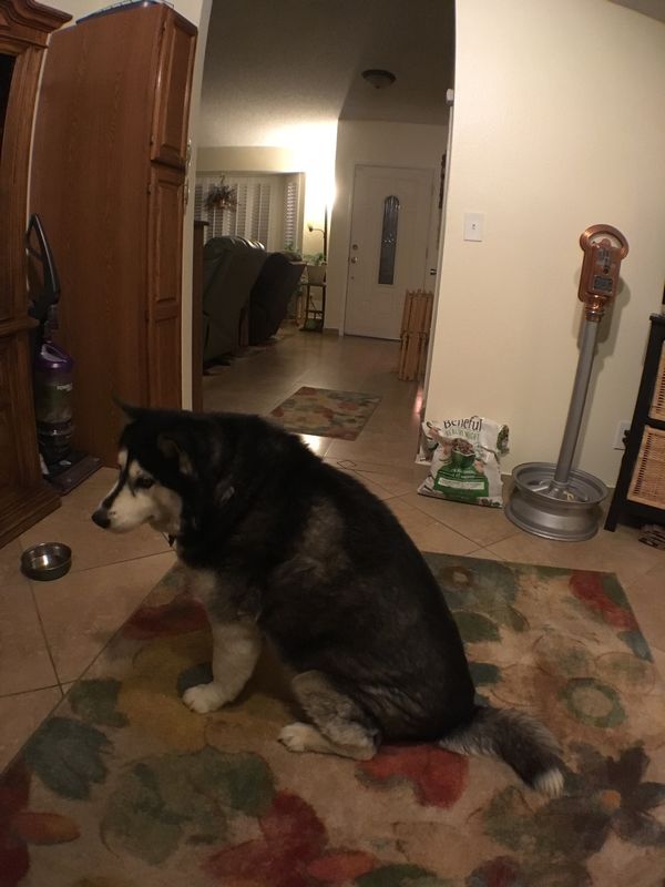 アメリカ(米国)・ラスベガス「USA母と会う旅」の写真