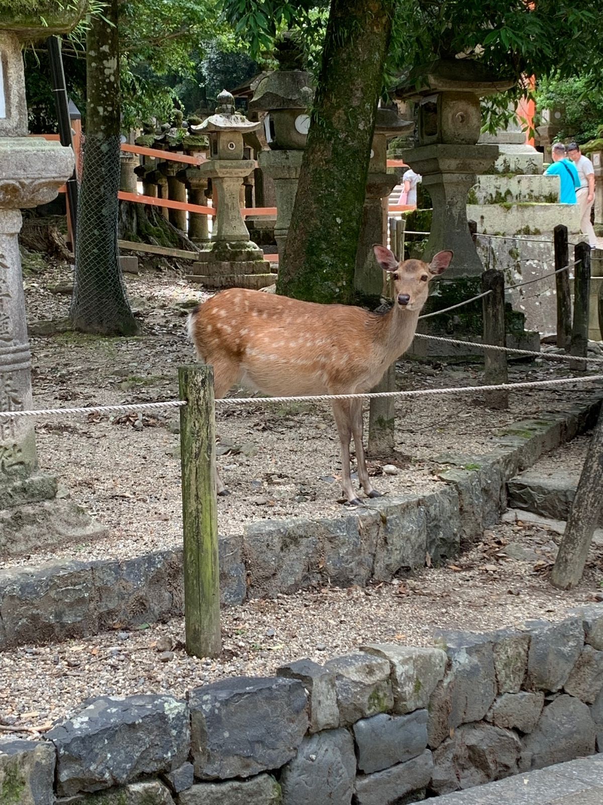 初めての春日大社。
興福寺も何年ぶりだろう…🤔
外国の方も多く、コロナ前に...