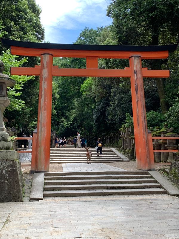 日本・奈良県「奈良へ」の写真：初めての春日大社。
興福寺も何年ぶりだろ...