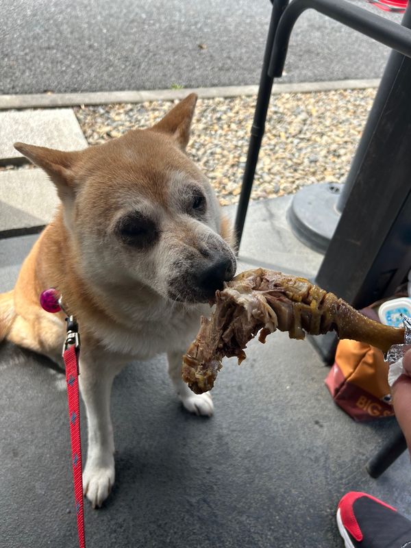 日本・東京都「ワンコと一緒に奥多摩（日帰り）🐕」の写真