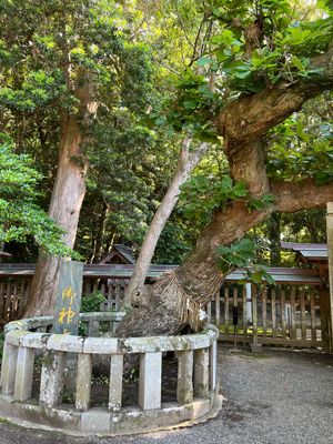 福岡県宗像市
宗像大社辺津宮（世界遺産）
●神門
●第一鳥居
●御神木（楢...