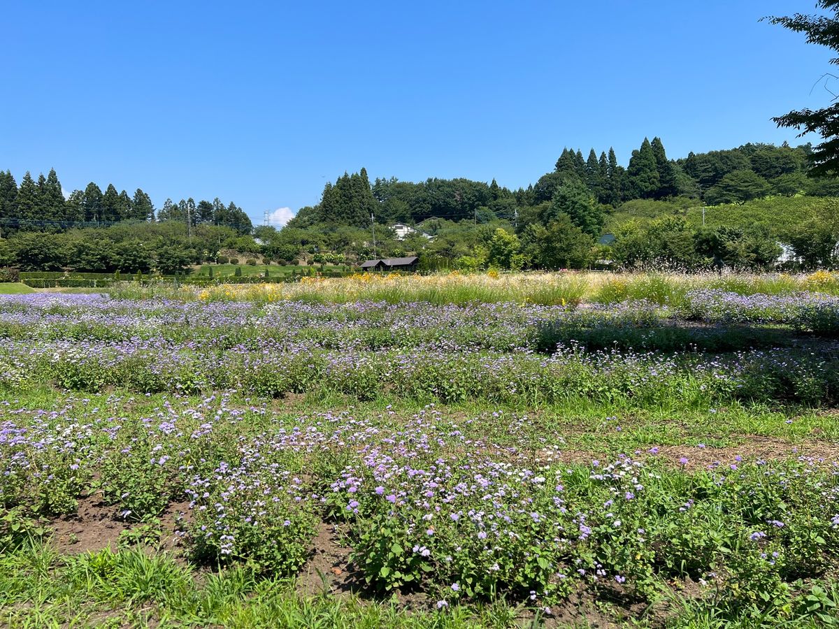 群馬県　中之島線町
中之条ガーデンズ
●バラ園のバラ
●バラ園のバラのアー...
