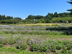 群馬県　中之島線町
中之条ガーデンズ
●バラ園のバラ
●バラ園のバラのアー...