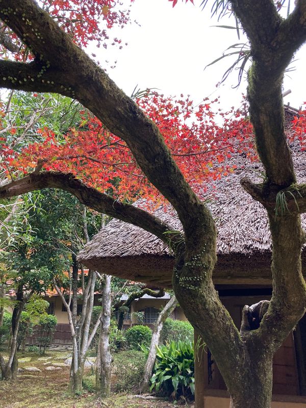 日本・佐賀県「九年庵」の写真