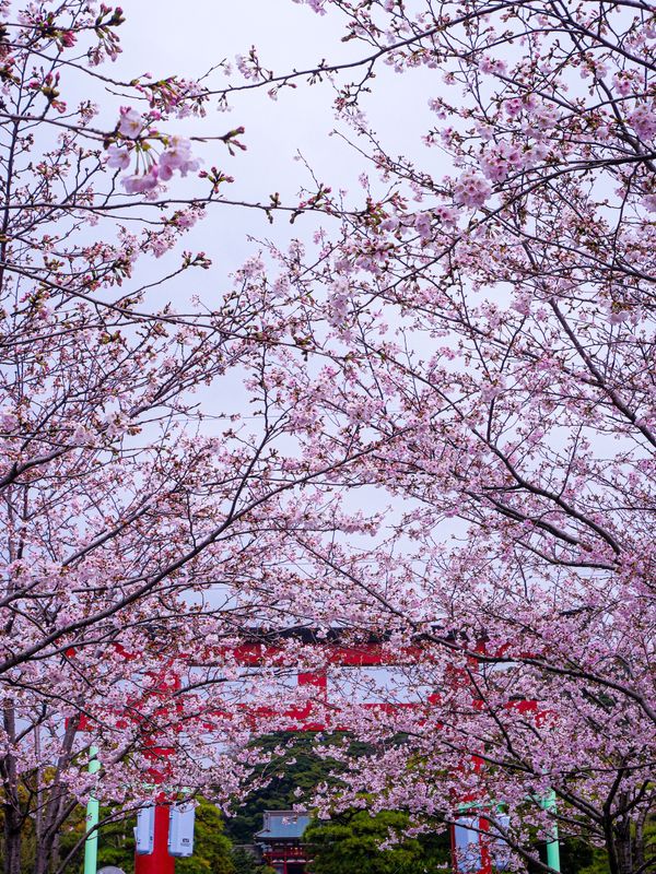 日本・神奈川県「鎌倉殿どうでしょう」の写真