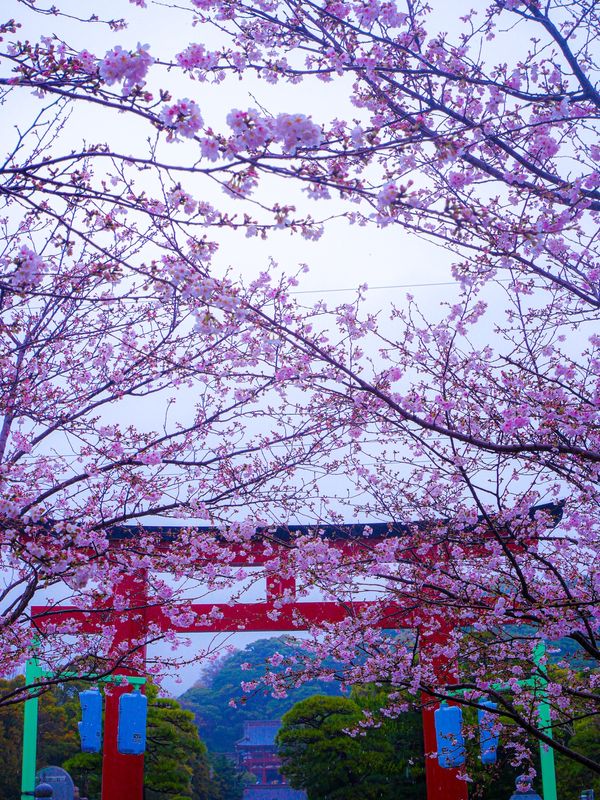 日本・神奈川県「鎌倉どうでしょう」の写真