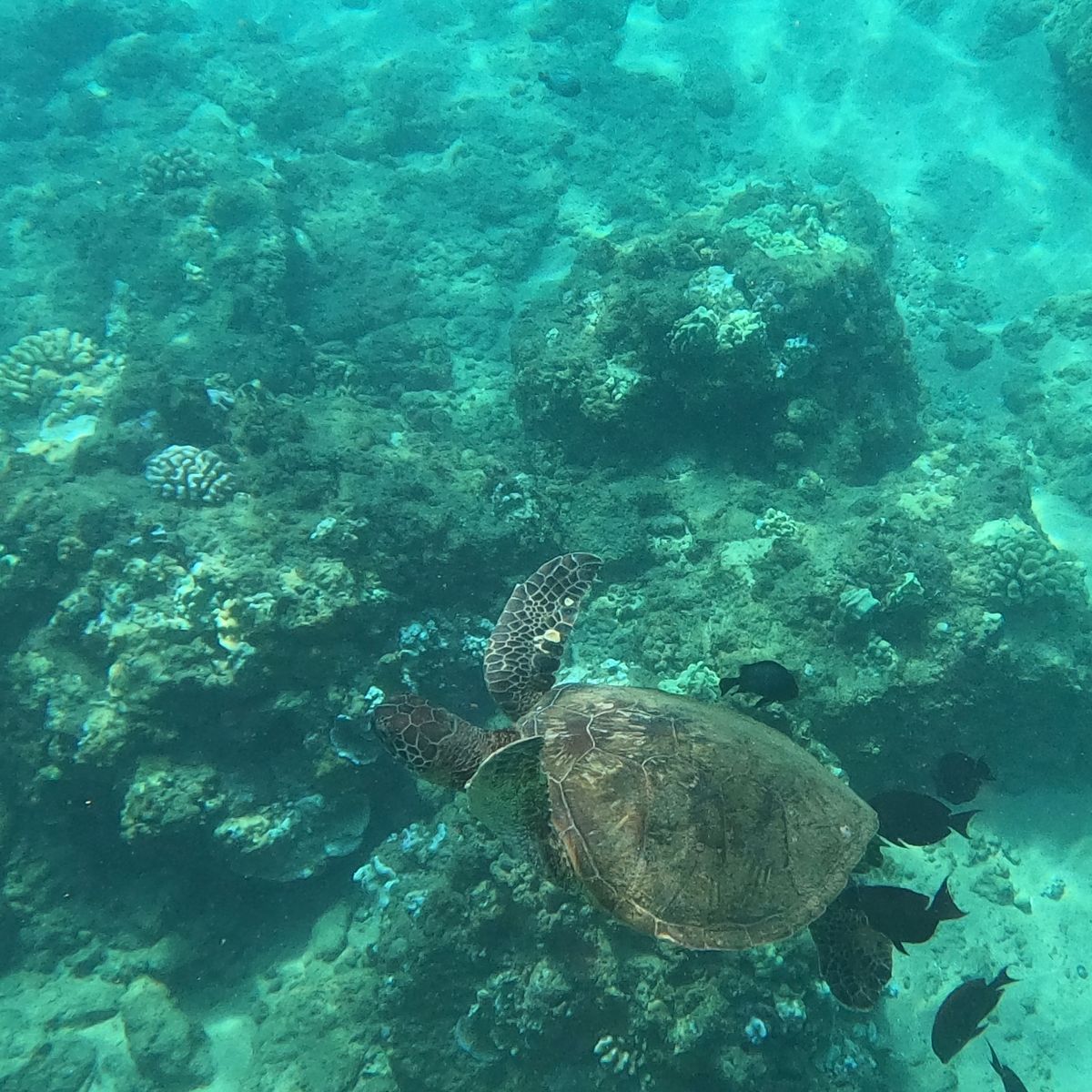 Black Rock Beachでホヌさん🐢に遭遇
幸運がやってきますよう...