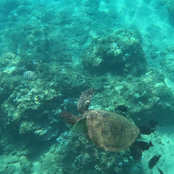 アメリカ(米国)・ホノルル「マウイ・オアフ🌺」の写真：Black Rock Beachでホヌさ...