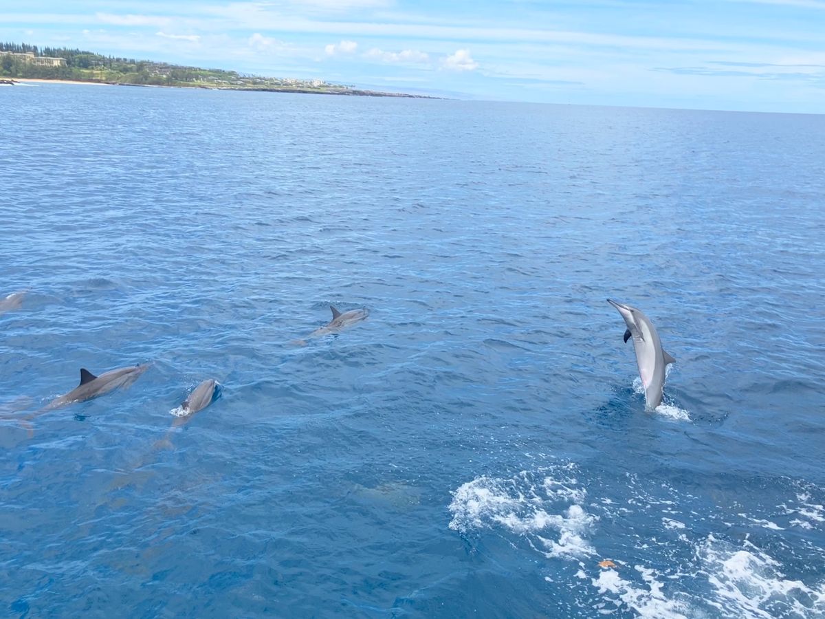 スノーケリングツアーにも参加しました！
🐠🐬に会えました。