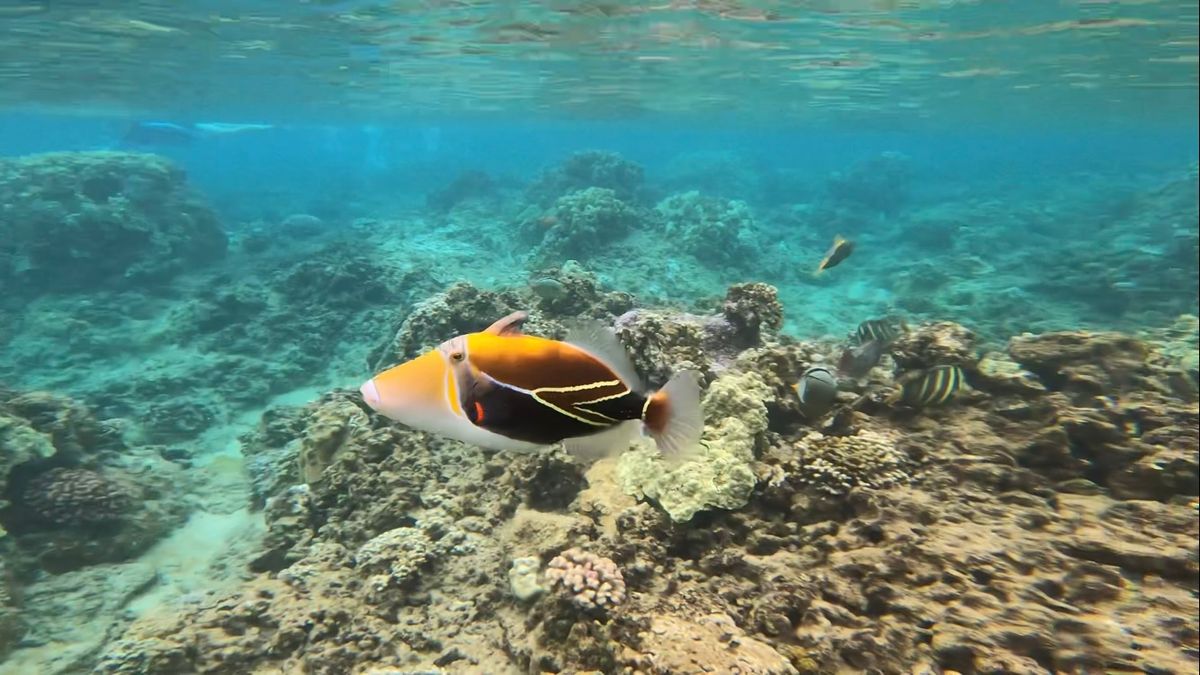 スノーケリングツアーにも参加しました！
🐠🐬に会えました。