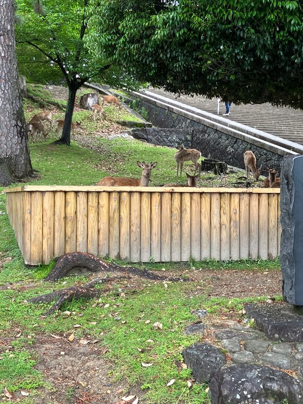 日本・奈良県「奈良車旅」の写真
