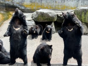 こぐまが可愛すぎた🥰💓
写真撮影の時間を調べずに行ったから1時間近く園内で...