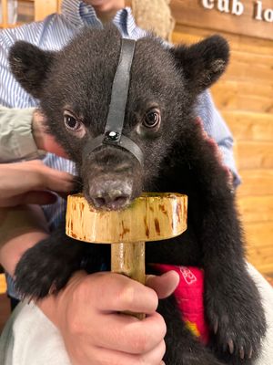 奥飛騨温泉郷
クマ牧場と温泉