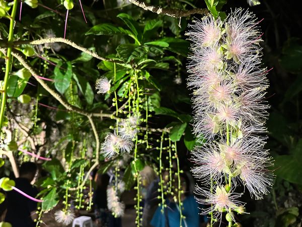 日本・沖縄県「宮古島旅行」の写真：夜も楽しい宮古島
外食難民もコンビニ飯も中々