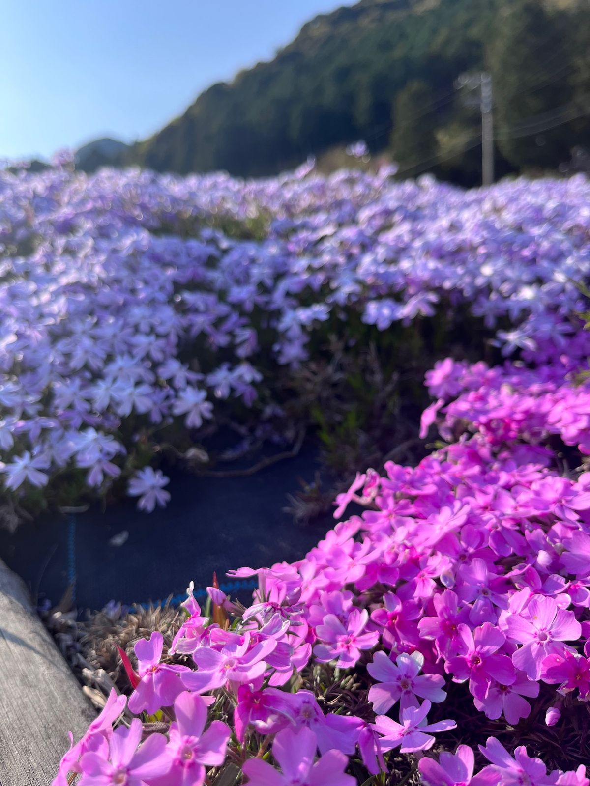 芝桜 
行き道途中に発見👀‼️