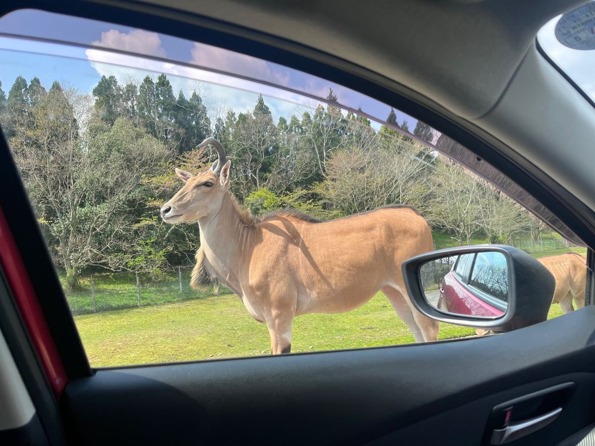 秋吉台サファリパーク