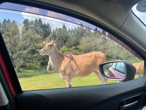 日本・山口県「山口県」の写真：秋吉台サファリパーク